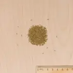 Potagères - Pissenlit à Cœur Plein Amélioré - MEDIA_3D